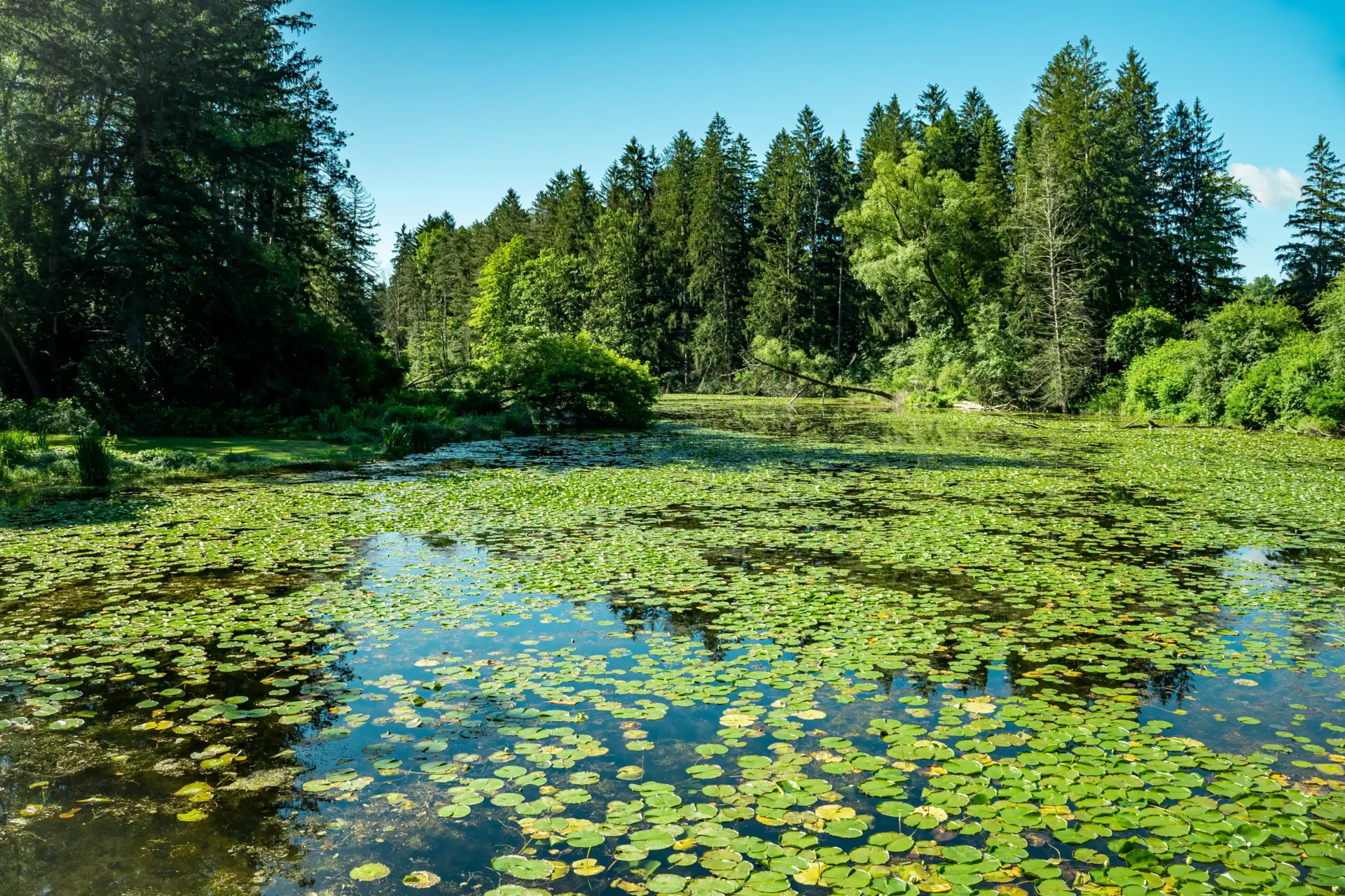 Lilypad-covered pond and treelined area