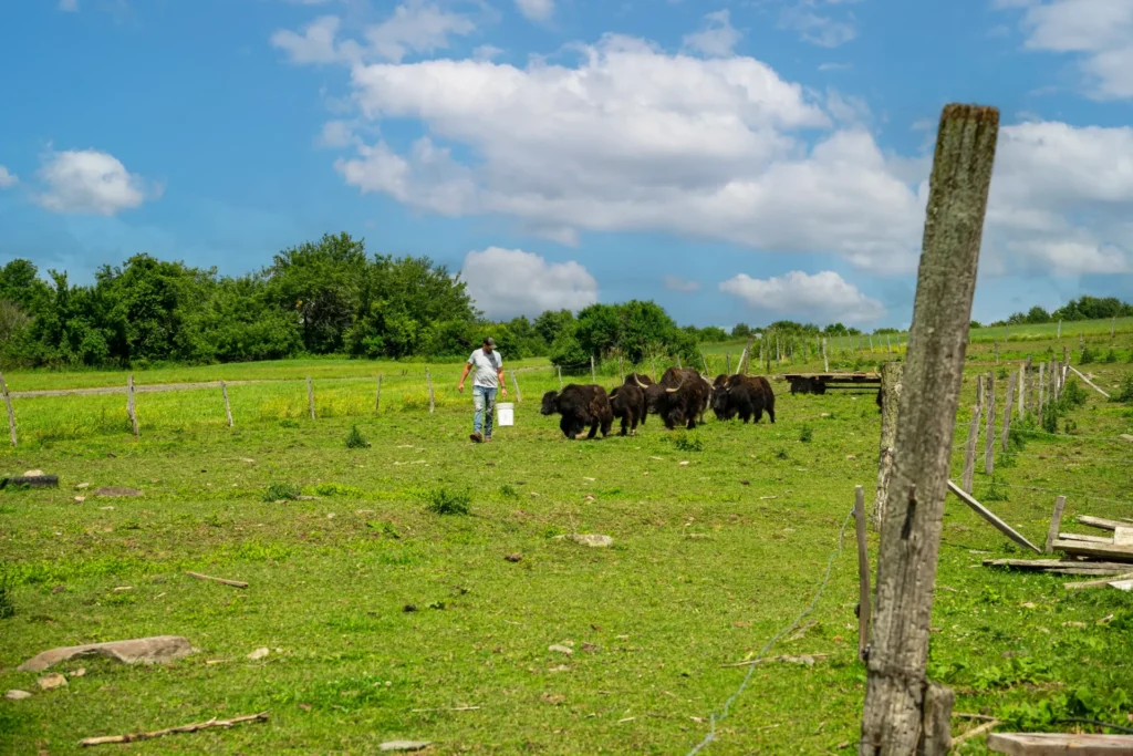 Leading yaks at Ryan's Yak Farm