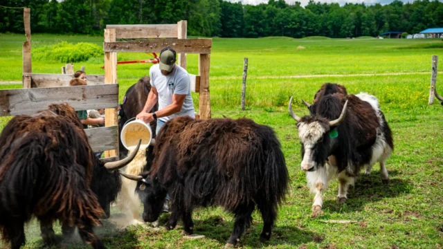 Feeding yaks at Ryan's Yak Farm