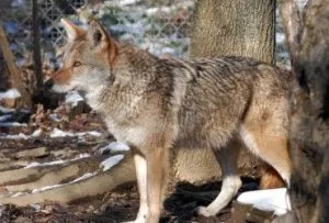 wolf-300×203