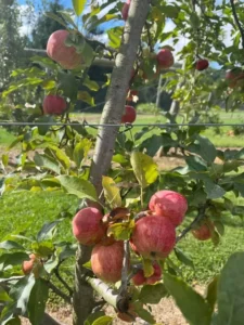 Apples on a tree at an apple orchard